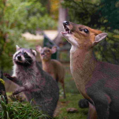 SIKYPARK -  le parc suisse de sauvetage animalier