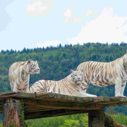 SIKYPARK -  le parc suisse de sauvetage animalier